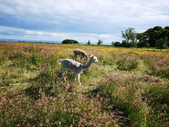 View of alpaca on field