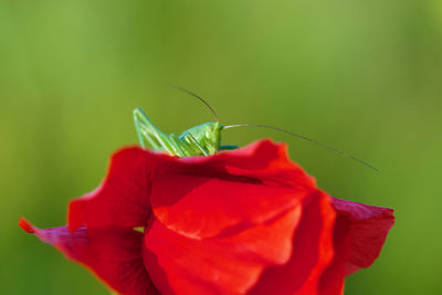 Close-up of red rose on plant