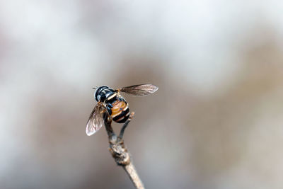 Close-up of insect on dry plant
