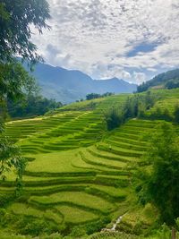 Scenic view of agricultural field against sky