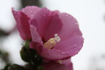 Close-up of pink rose flower