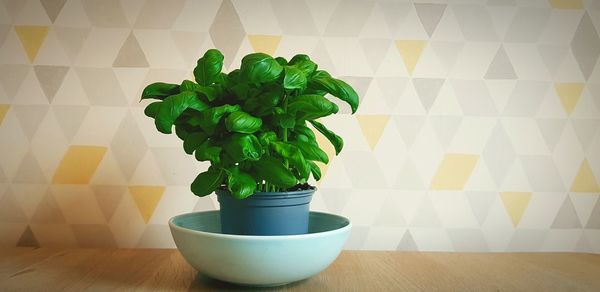 High angle view of potted plant on table at home