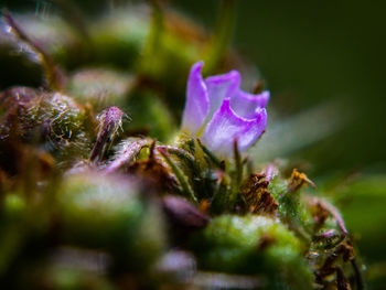 Close-up of flowers