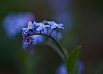 Close-up of purple flowers blooming outdoors