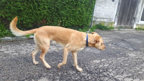 Dog standing on footpath