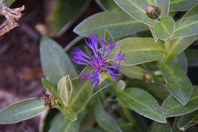 Close-up of purple flowering plant