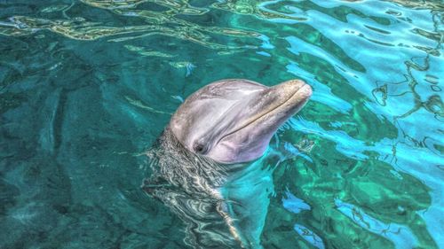 High angle portrait of dolphin swimming in sea