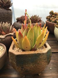 Close-up of succulent plants on table