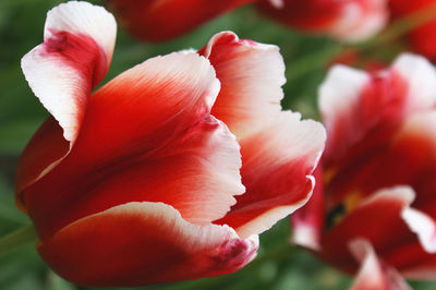 Close-up of red flowers blooming outdoors