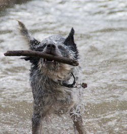 Dog carrying stick in mouth at lake