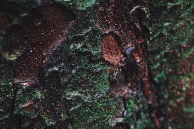 Close-up of mushroom growing on tree trunk