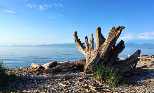 View of driftwood on beach against sky