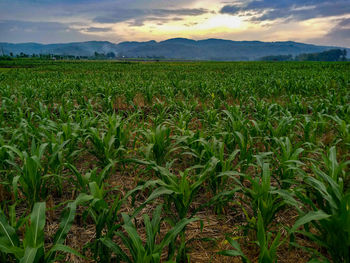 Scenic view of agricultural field against sky