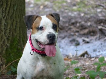 Portrait of dog sticking out tongue on land