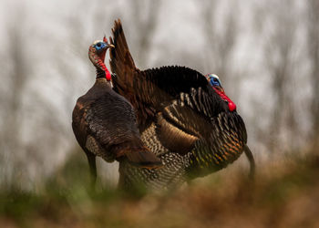 Close-up of two wild turkey birds displaying or showing-off