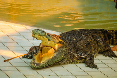 High angle view of turtle in lake