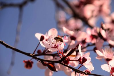 Close-up of cherry blossoms on branch