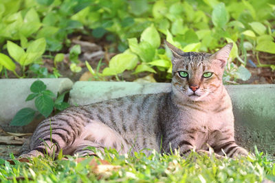 Portrait of cat lying on grass