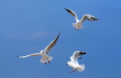 Low angle view of seagull flying against clear sky