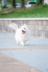 Portrait of white dog sitting on footpath