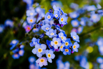 Close-up of fresh bkue flowers in bloom