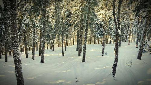 Bare trees on snow covered landscape