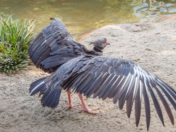 Birds in water