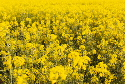 Scenic view of oilseed rape field