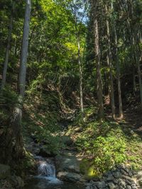 Trees in forest