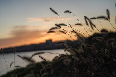 Close-up of grass against sky during sunset