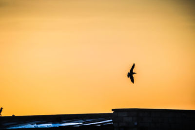 Low angle view of silhouette bird flying against orange sky