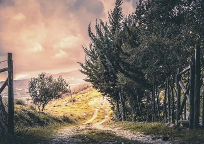 Road amidst trees against sky