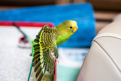 Close-up of parrot perching