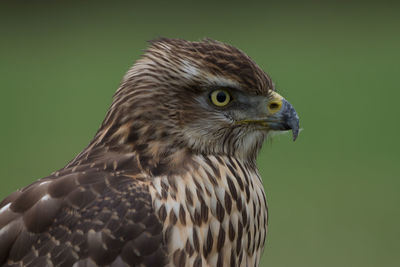 Close-up of eagle against gray background