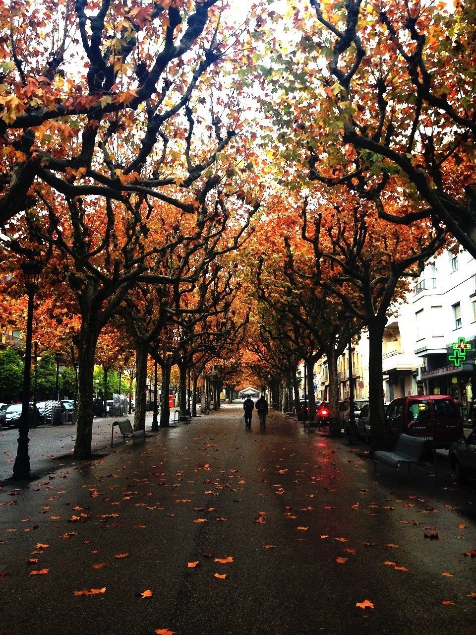 tree, autumn, change, the way forward, treelined, season, street, transportation, road, diminishing perspective, branch, city, walking, leaf, incidental people, car, footpath, men, park - man made space