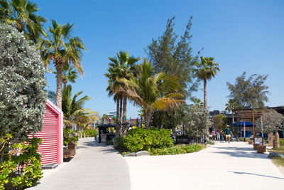 Footpath amidst palm trees against blue sky