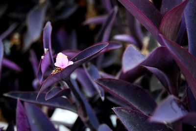 Close-up of purple flower blooming outdoors