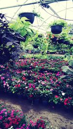 Flowers in greenhouse