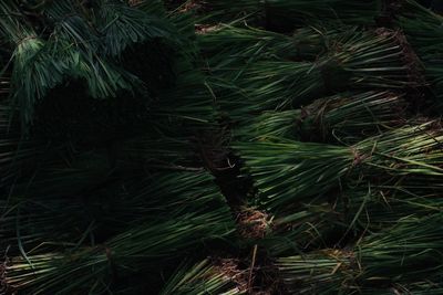 High angle view of bamboo trees in forest