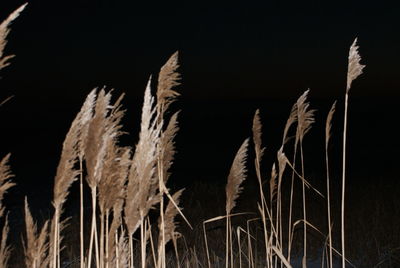 Close-up of stalks in field against sky at night