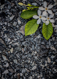 High angle view of flowering plant on pebbles