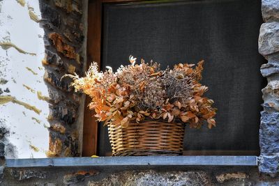 Close-up of flowers against built structure