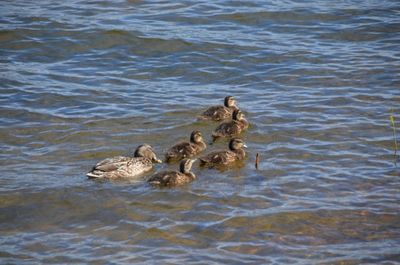 High angle view of ducks swimming in lake