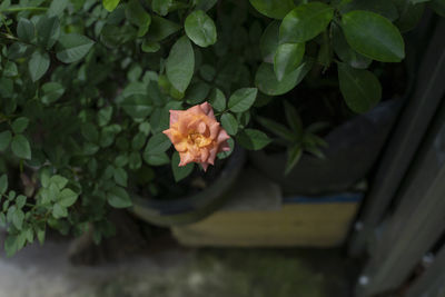 Close-up of rose plant