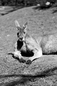 Portrait of cat lying down