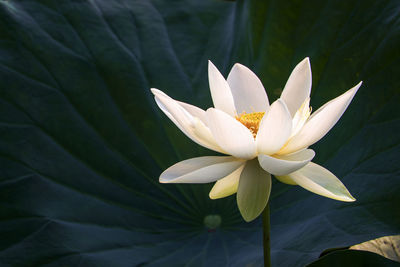 Beautiful lotus flower