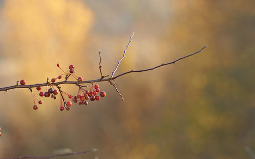 Close-up of plant