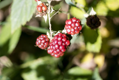 Wild forest fruit macro background high quality fifty megapixels prints rubus ulmifolius