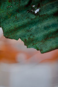 Close-up of leaves on tree