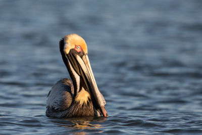 Close-up of duck swimming in lake